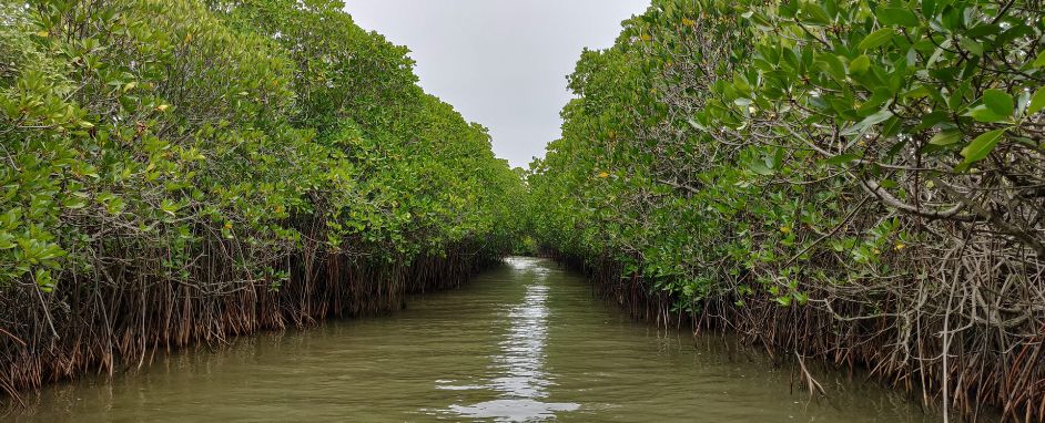 Mangrove Forest